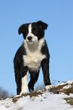 BORDER COLLIE 1041